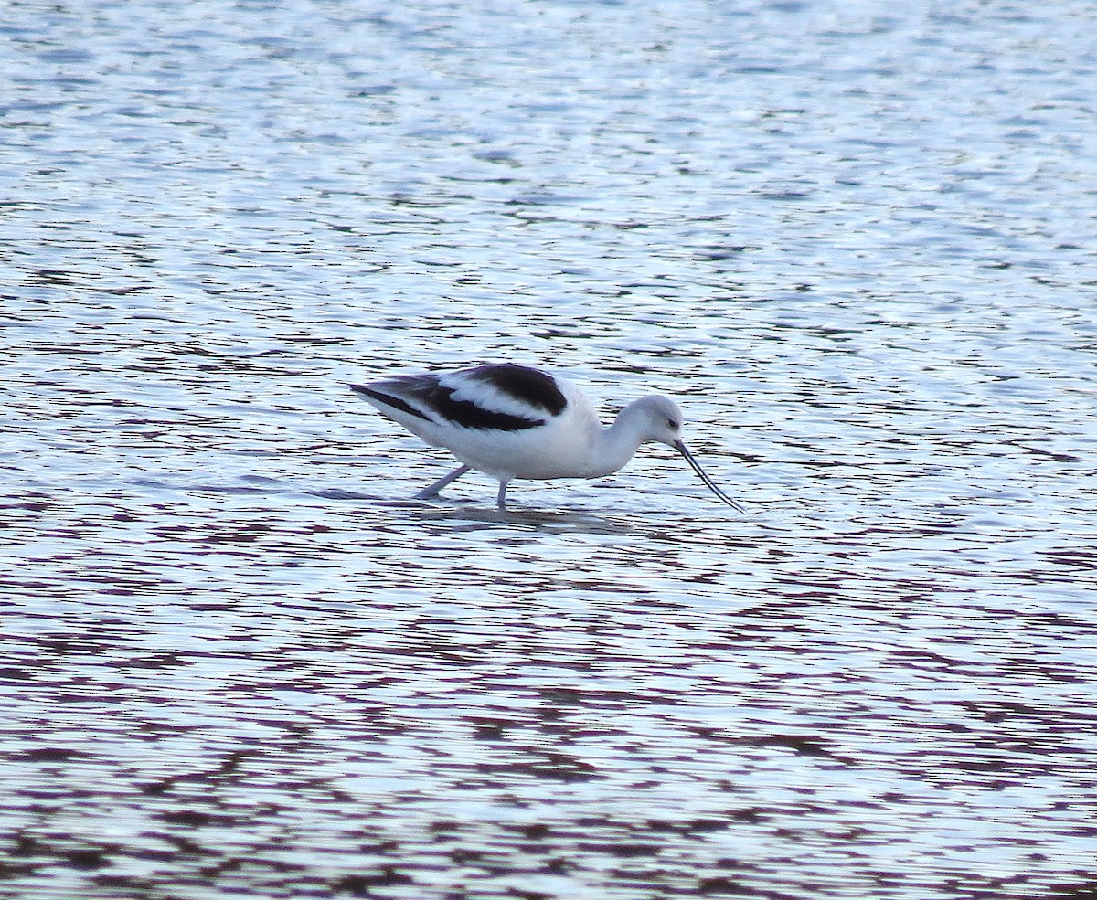 Avocette d'Amérique - ML183954811