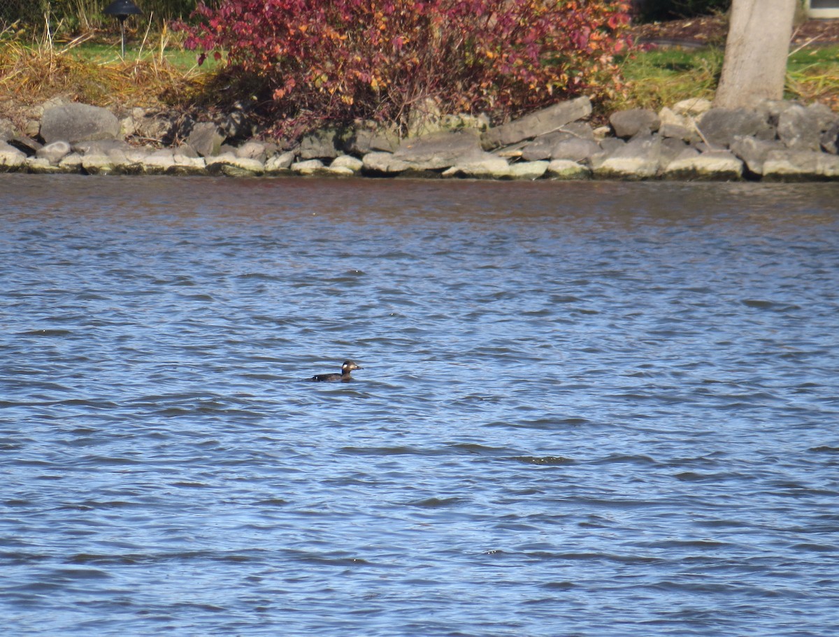 White-winged Scoter - ML183954901