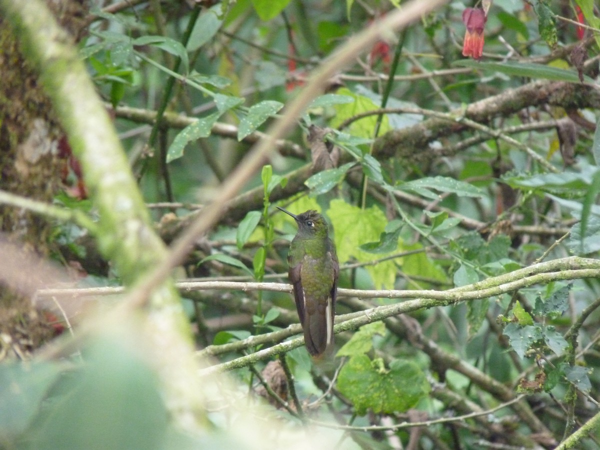 Buff-tailed Coronet - ML183955331