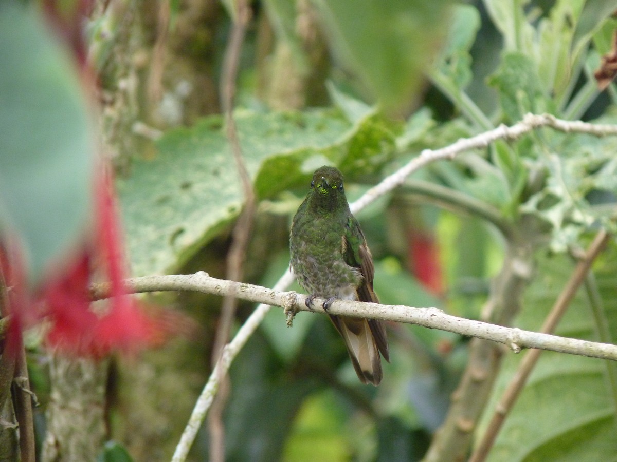 Buff-tailed Coronet - ML183955381