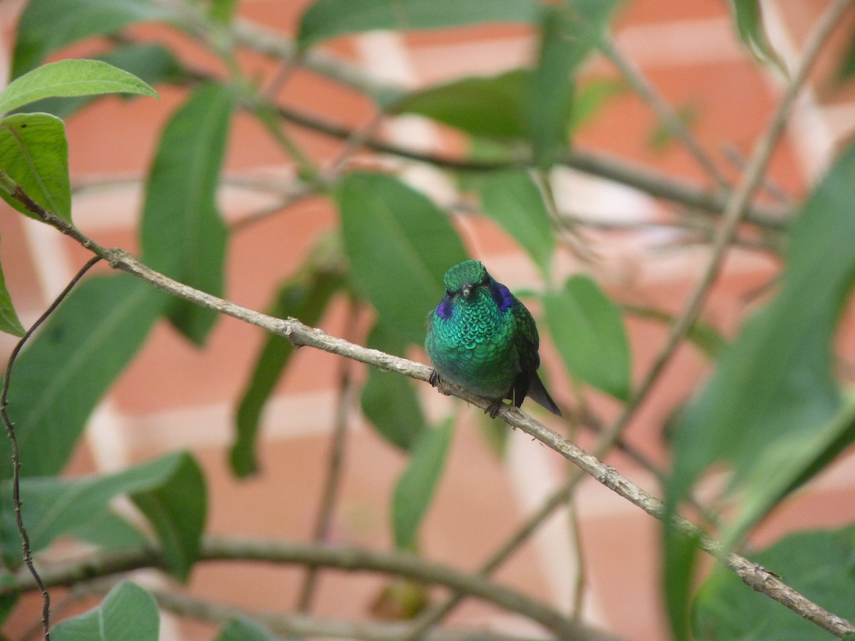 Sparkling Violetear - ML183955661