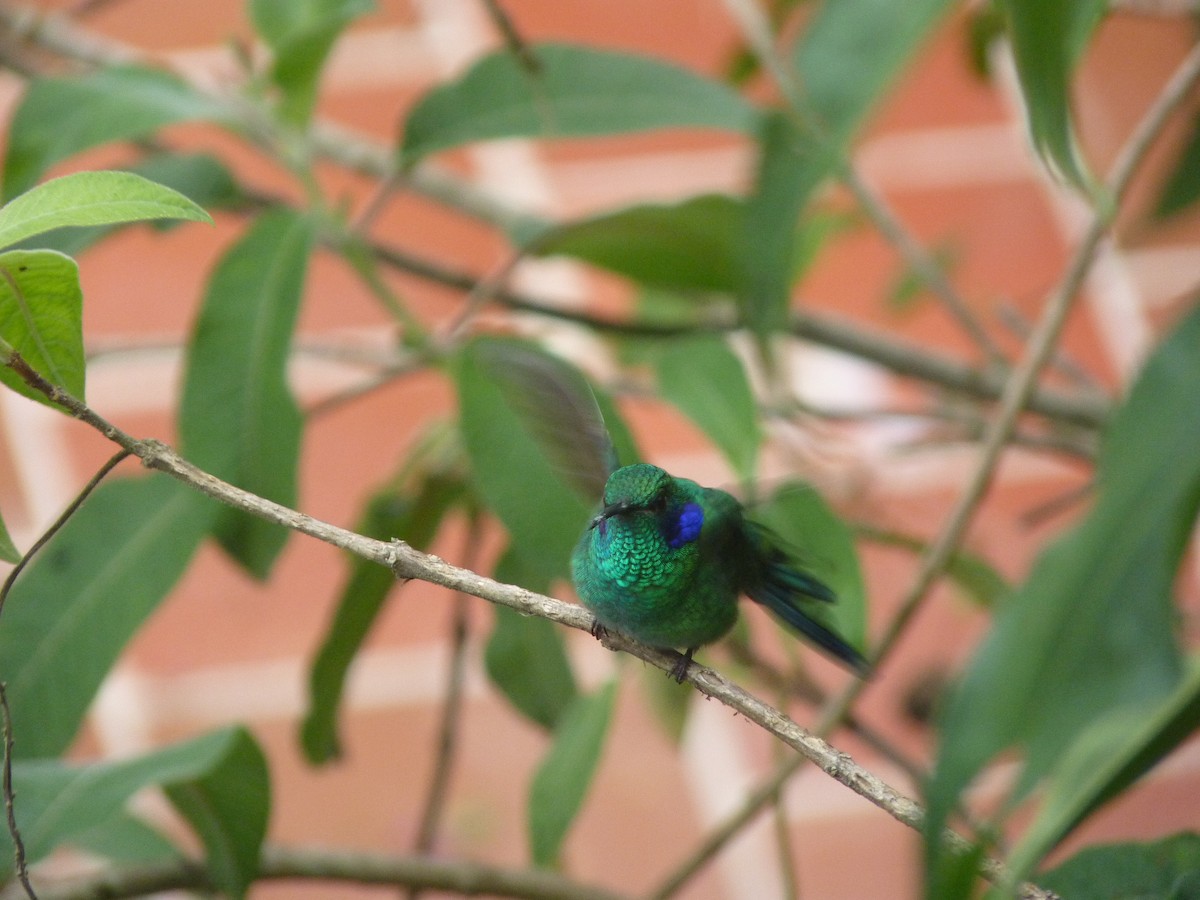 Sparkling Violetear - ML183955671