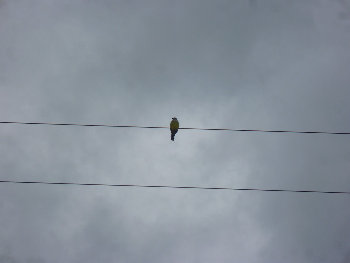 Tropical Kingbird - ML183955681