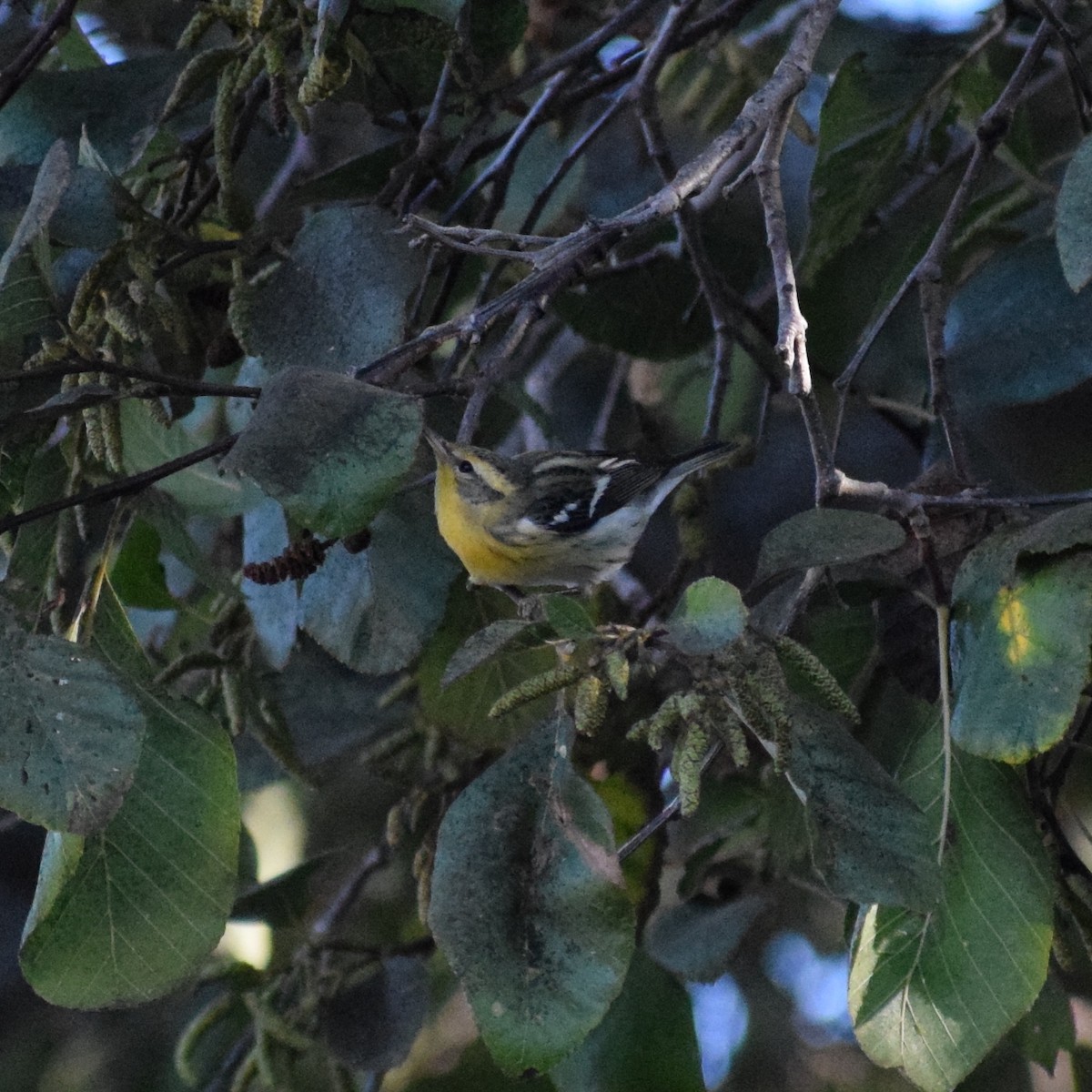 Blackburnian Warbler - ML183955731