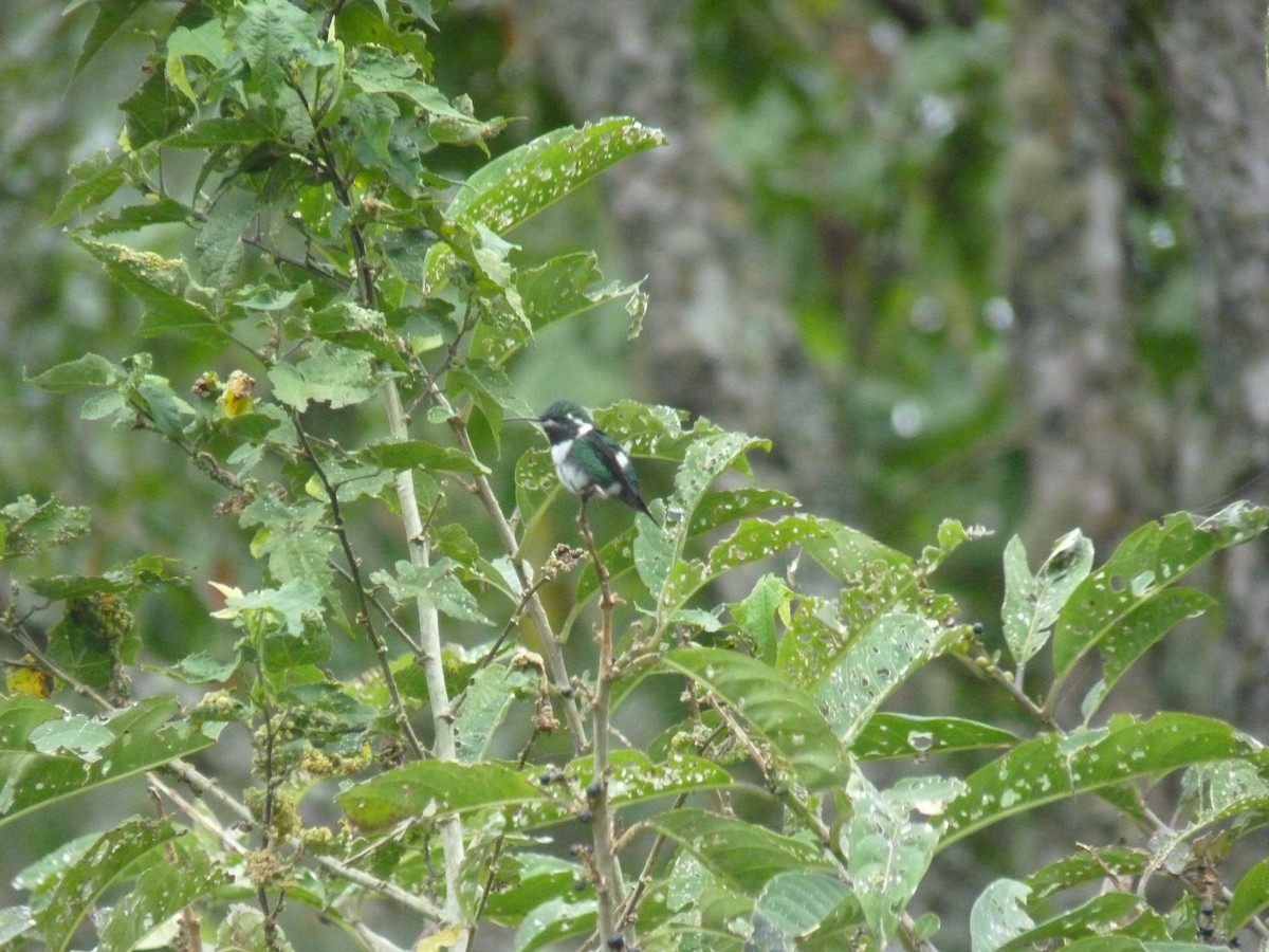 White-bellied Woodstar - ML183955761