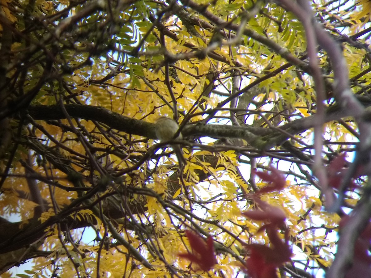 Western Flycatcher (Pacific-slope) - ML183956931