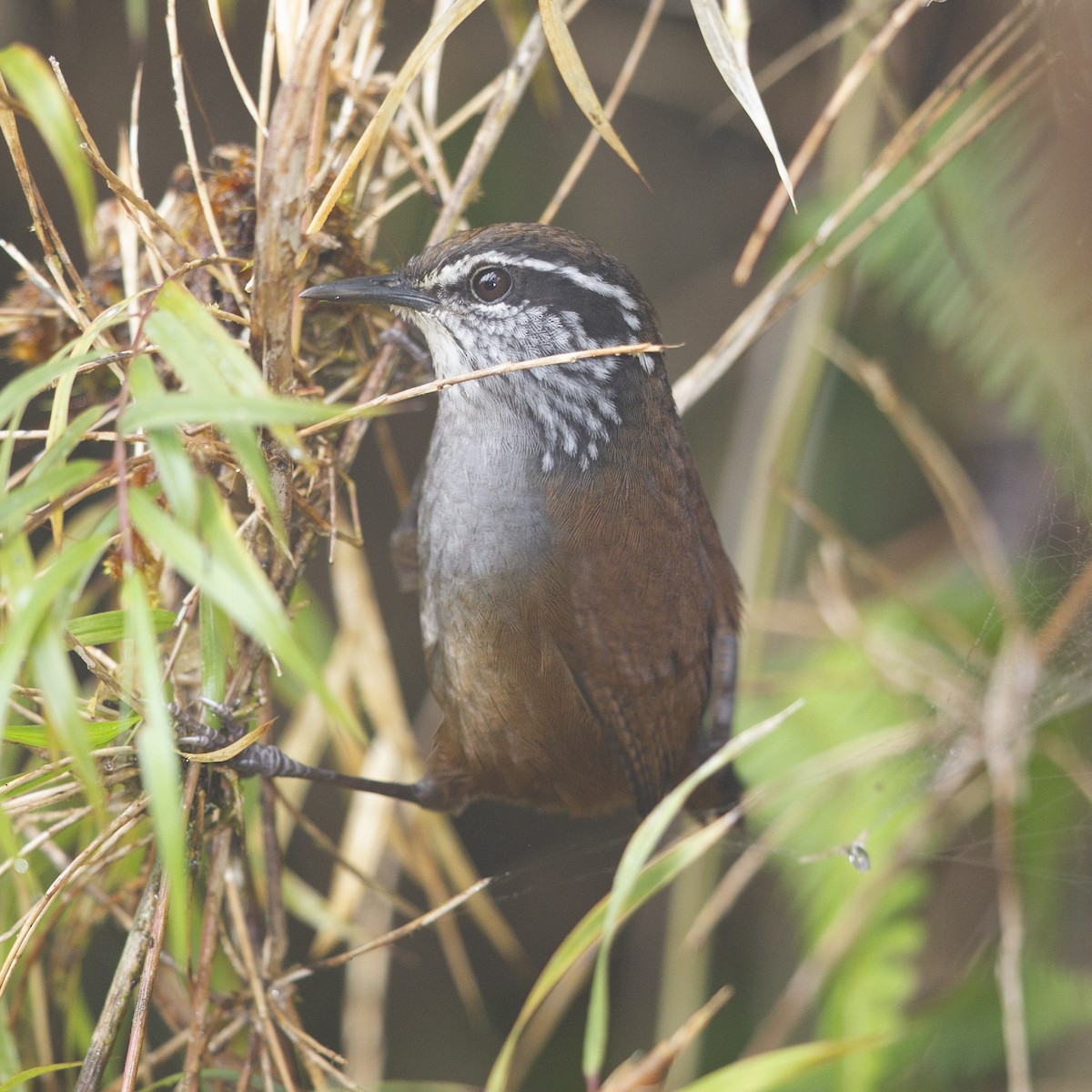 Munchique Wood-Wren - ML183957671