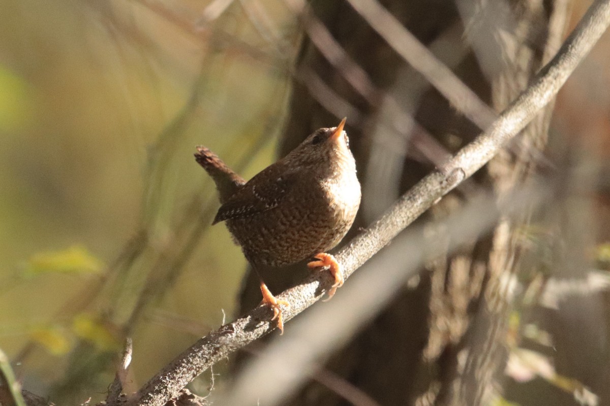 Winter Wren - ML183960481