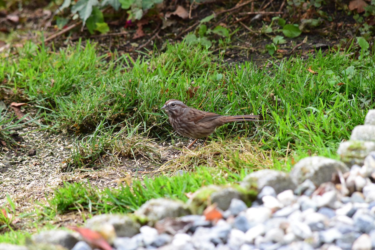 Song Sparrow - Zack Saavedra