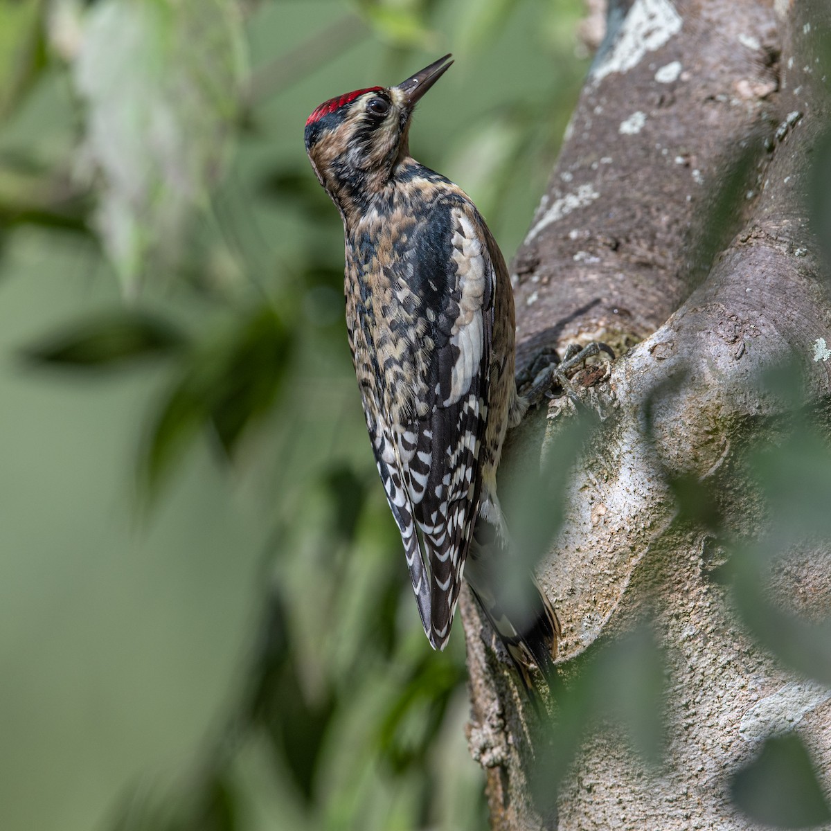 Yellow-bellied Sapsucker - Gary Stone