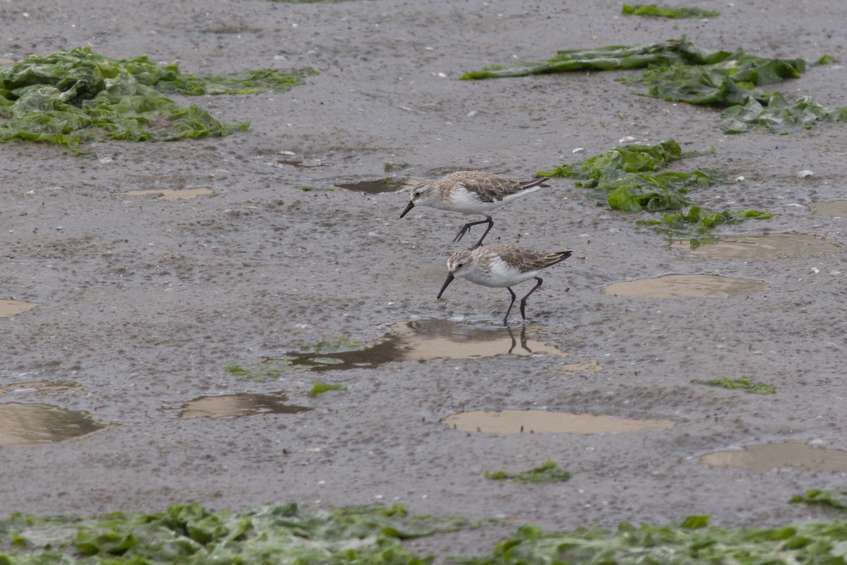 Western Sandpiper - ML183961951