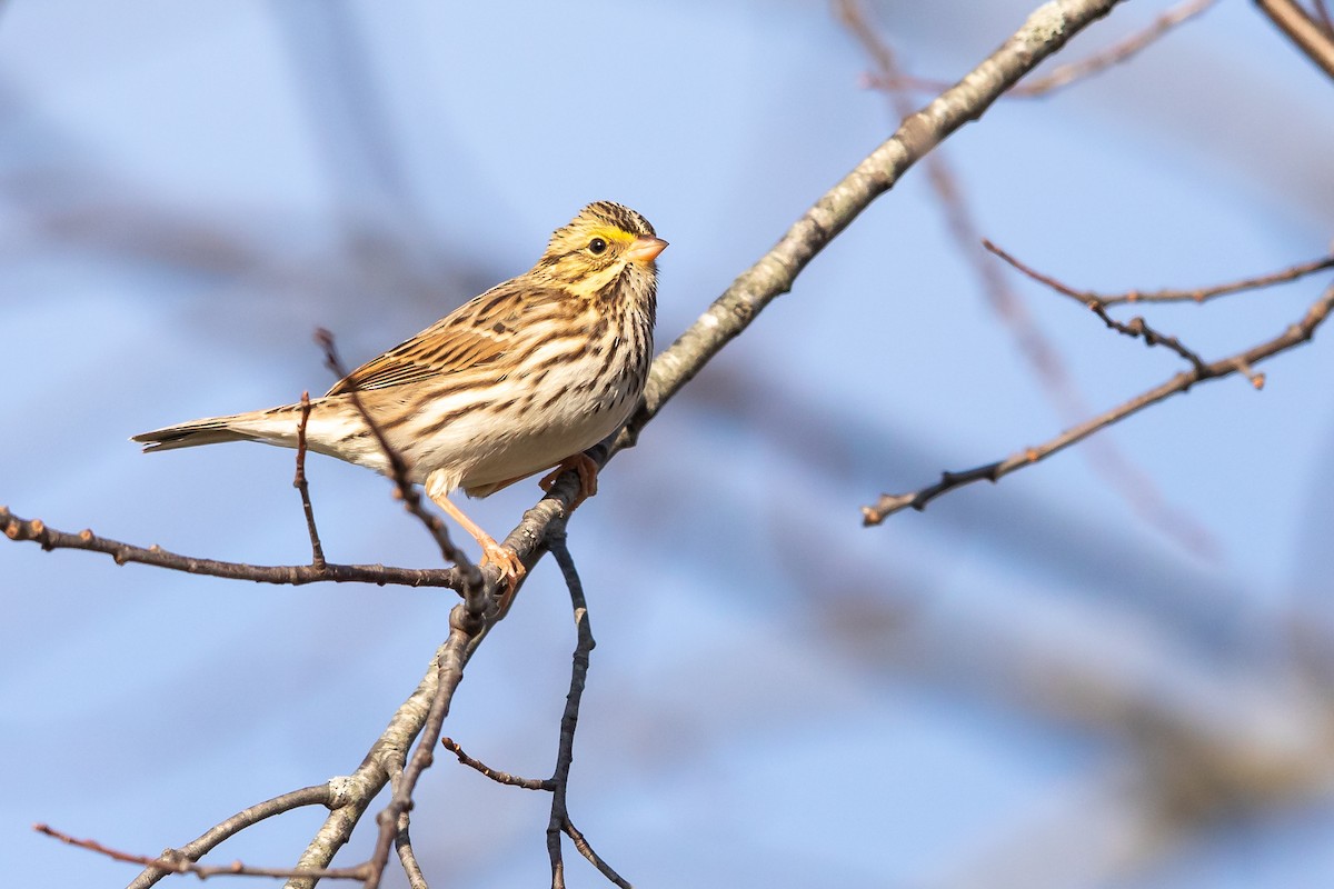 Savannah Sparrow - ML183963841