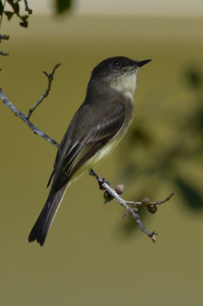 Eastern Phoebe - ML183965111