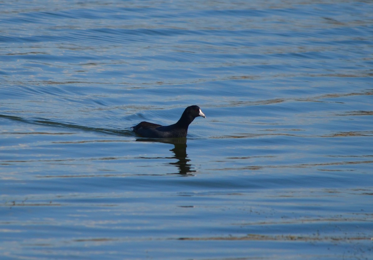 American Coot - ML183966121