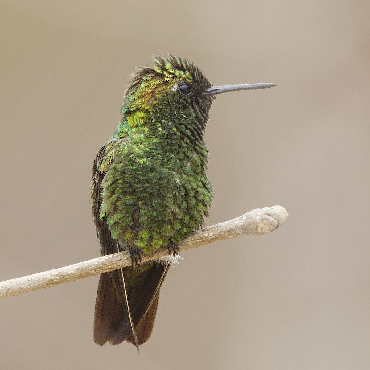 Coppery Emerald - Peter Hawrylyshyn