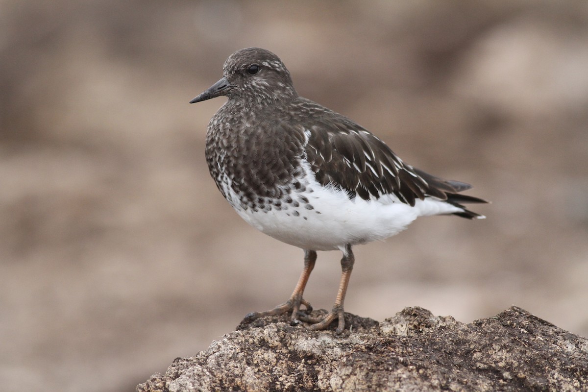 Black Turnstone - ML183967891