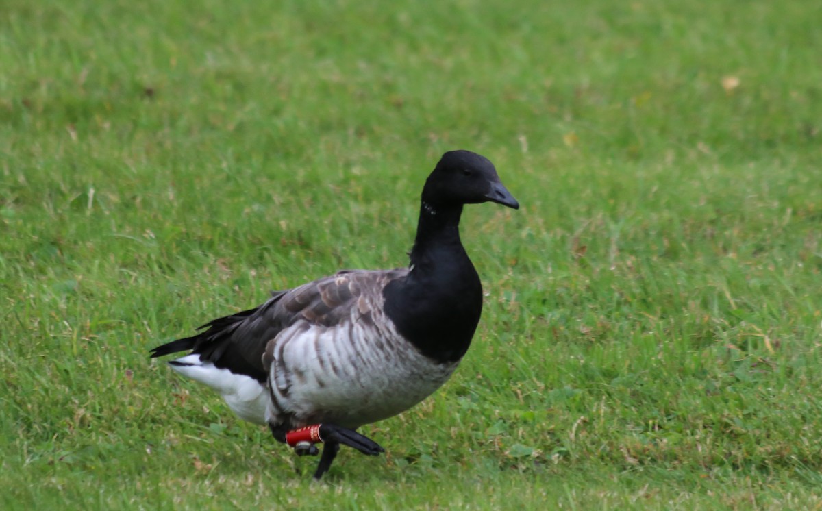 Brant - Walter Parker