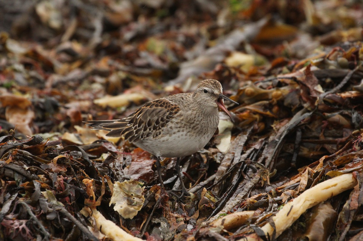 White-rumped Sandpiper - ML183970521