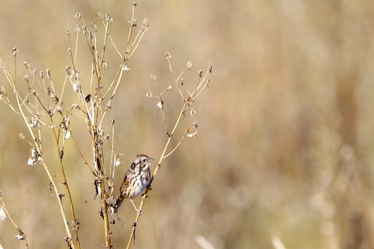 Song Sparrow - ML183973561