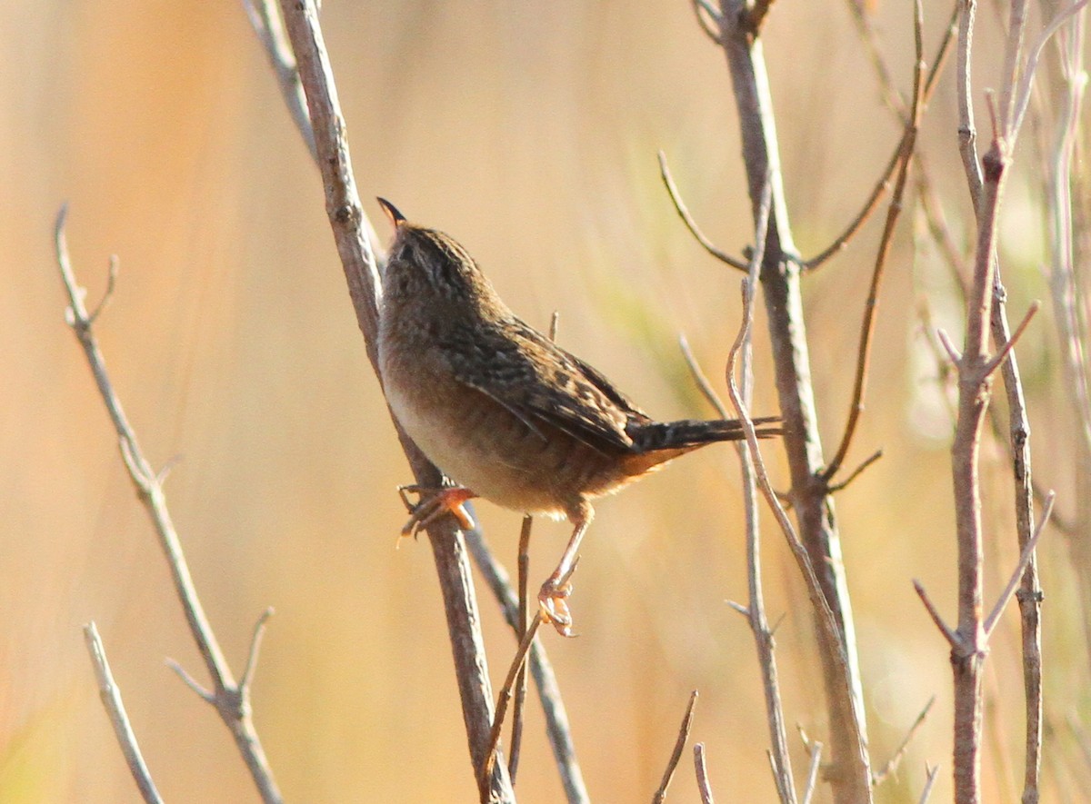 Sedge Wren - ML183973621