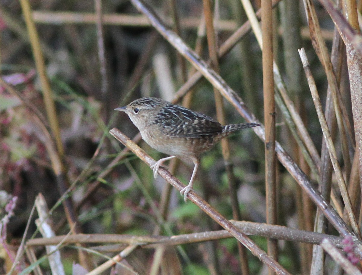 Sedge Wren - ML183973631