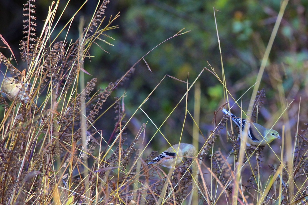 American Goldfinch - ML183973671