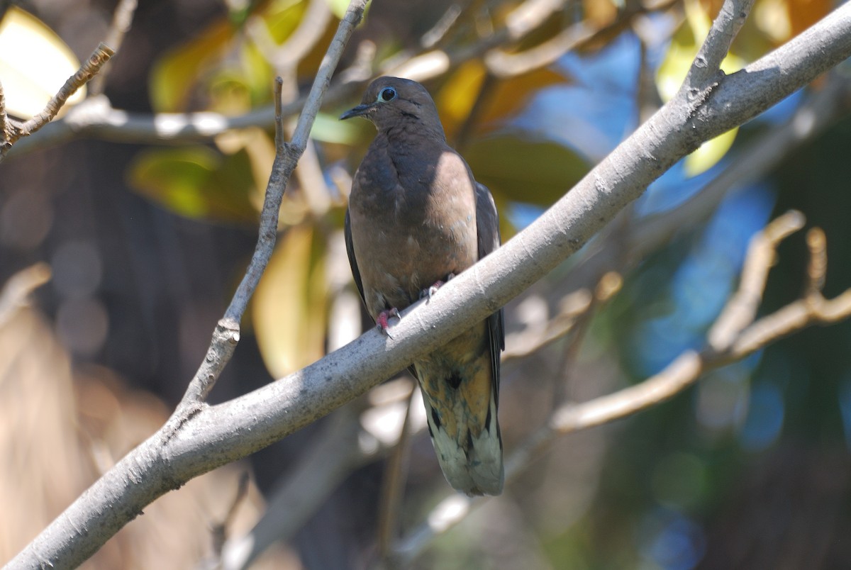 Eared Dove - ML183974771