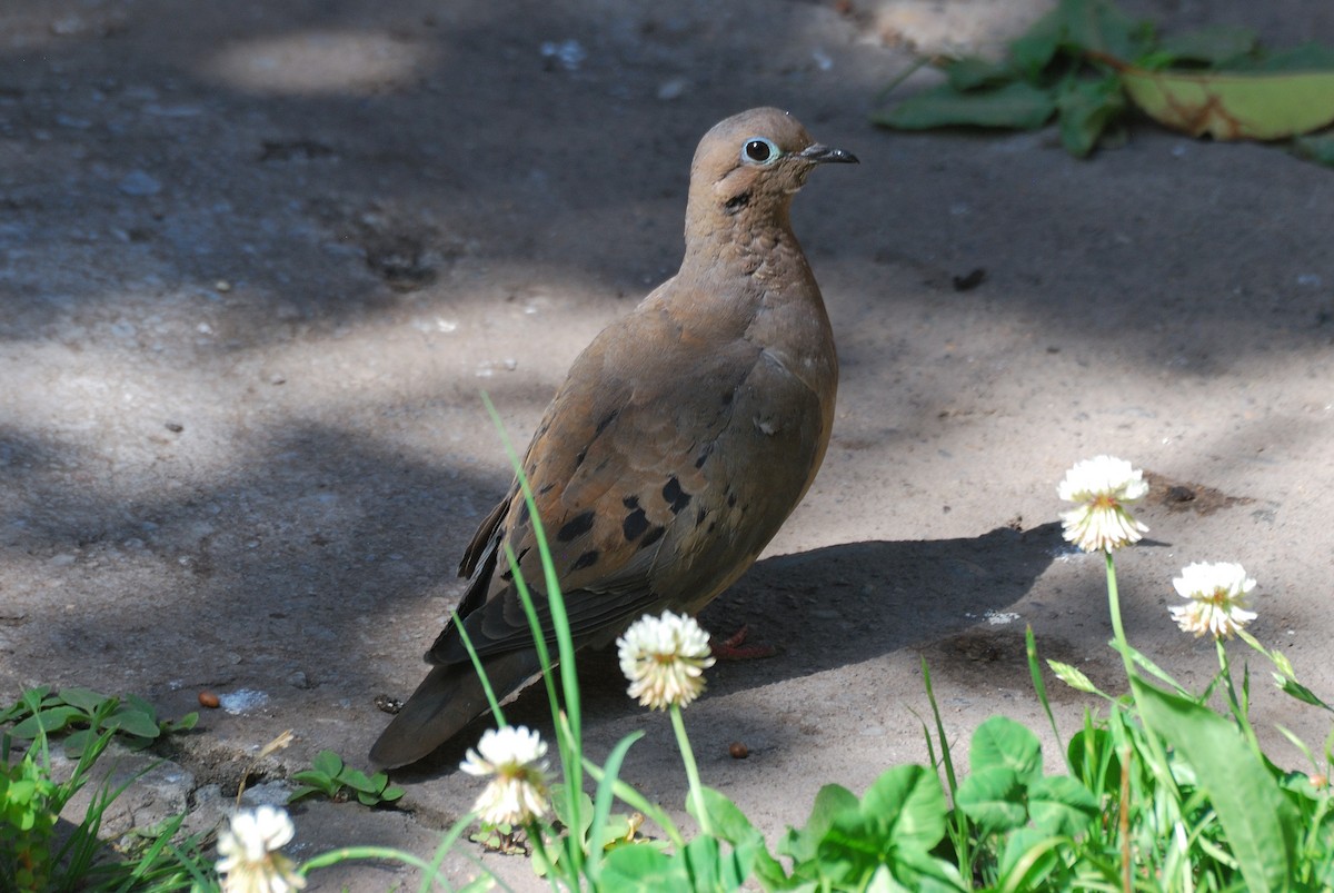 Eared Dove - ML183974801