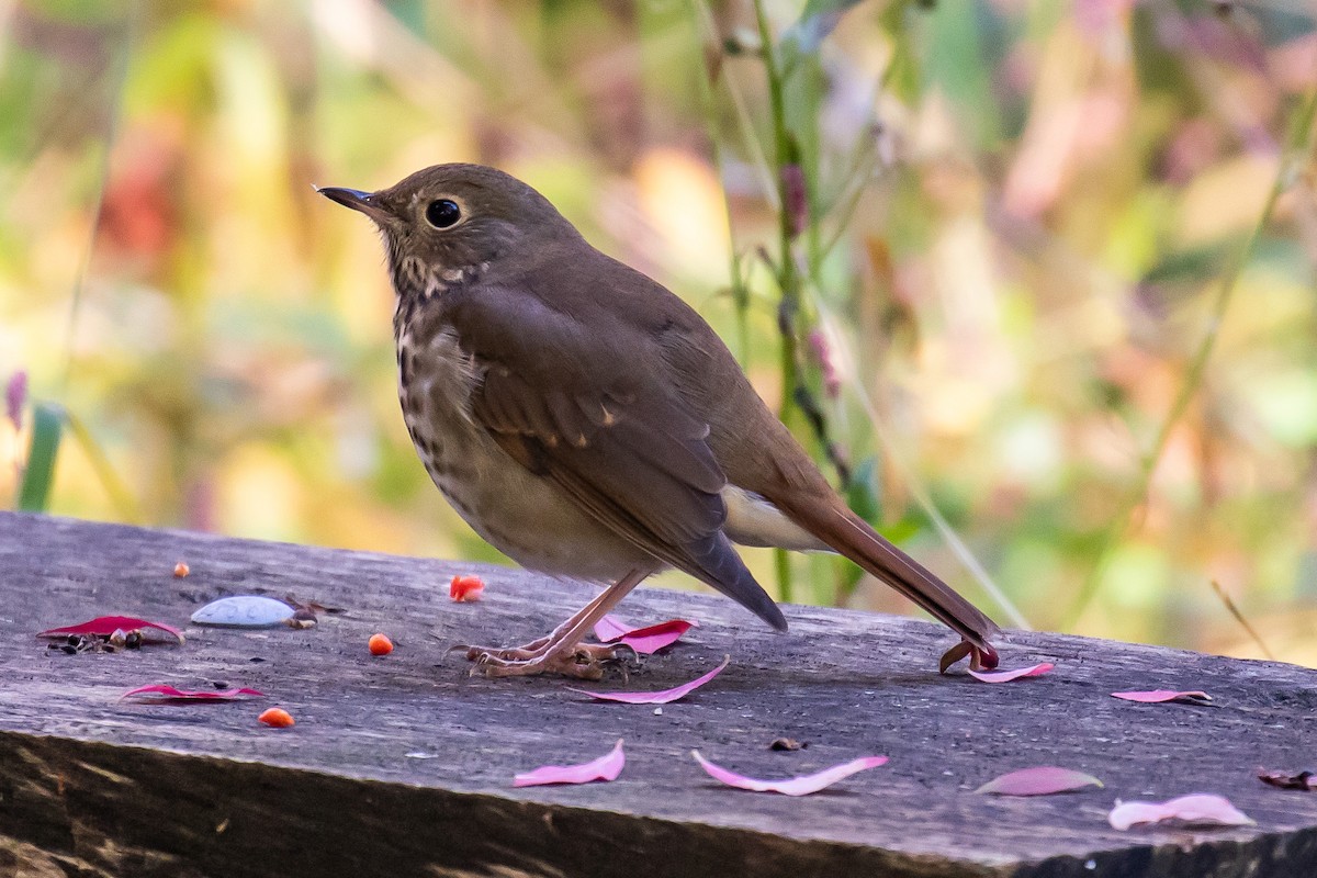 Hermit Thrush - Chris S. Wood