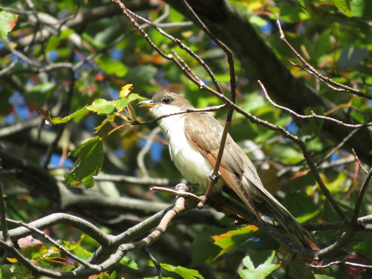 Yellow-billed Cuckoo - ML183975361