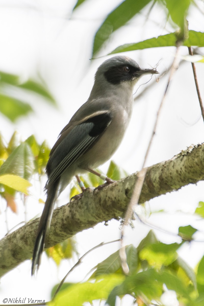 Beautiful Sibia - ML183976761