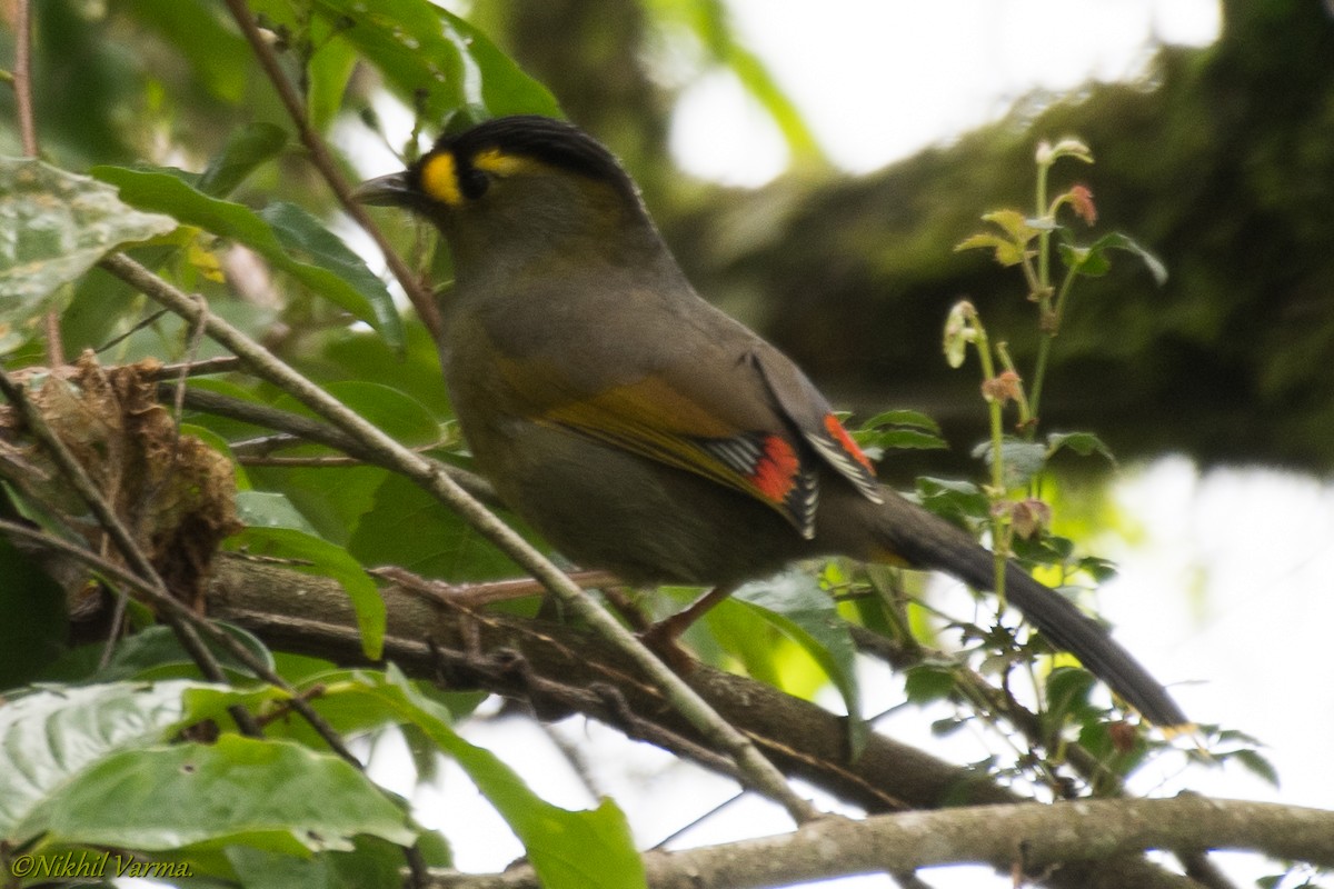 Bugun Liocichla - ML183976871