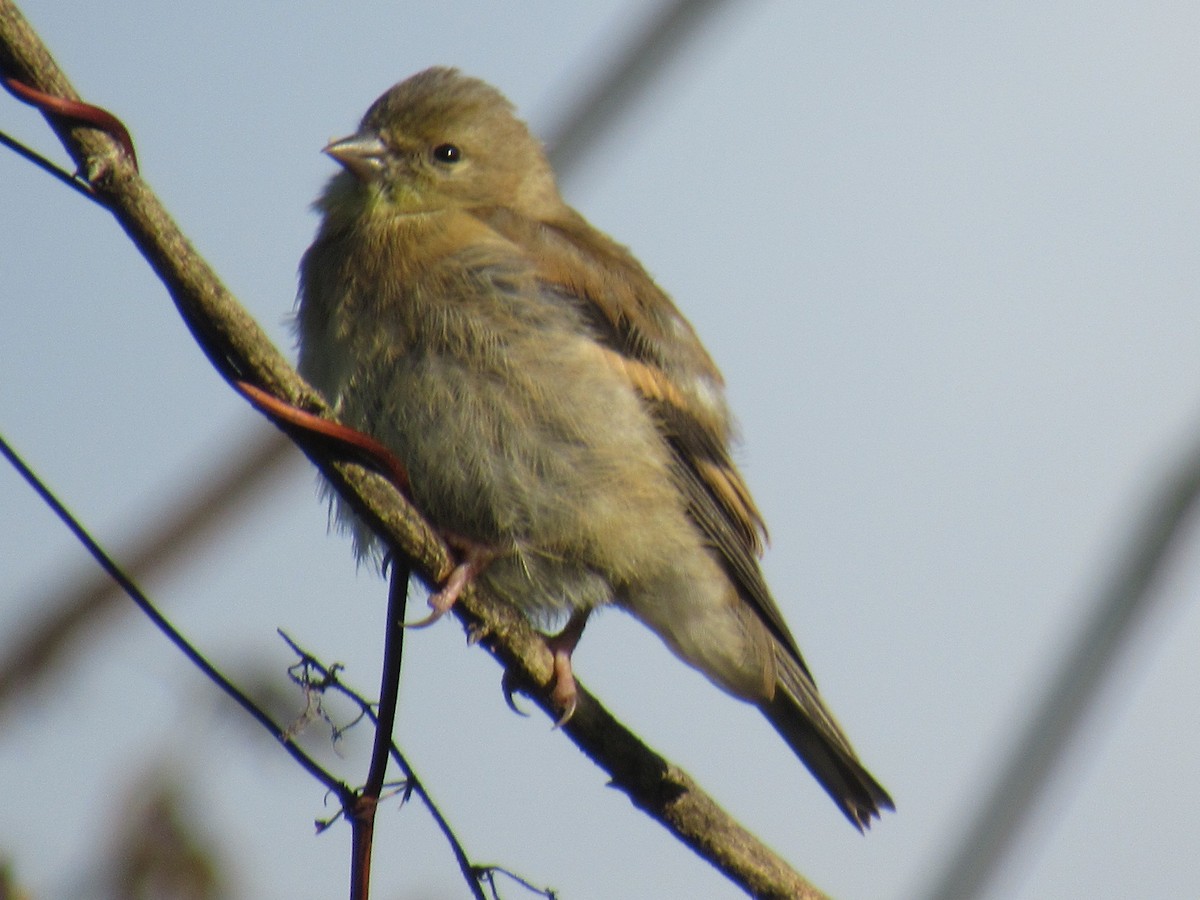 American Goldfinch - ML183979511