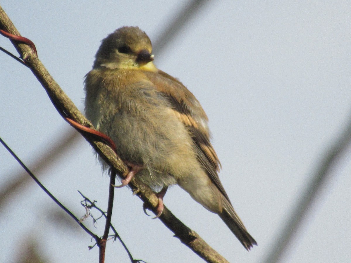 American Goldfinch - ML183979521