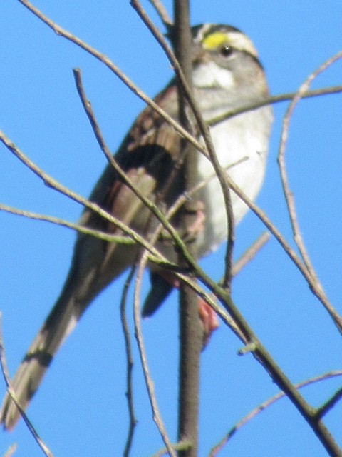 Bruant à gorge blanche - ML183979551