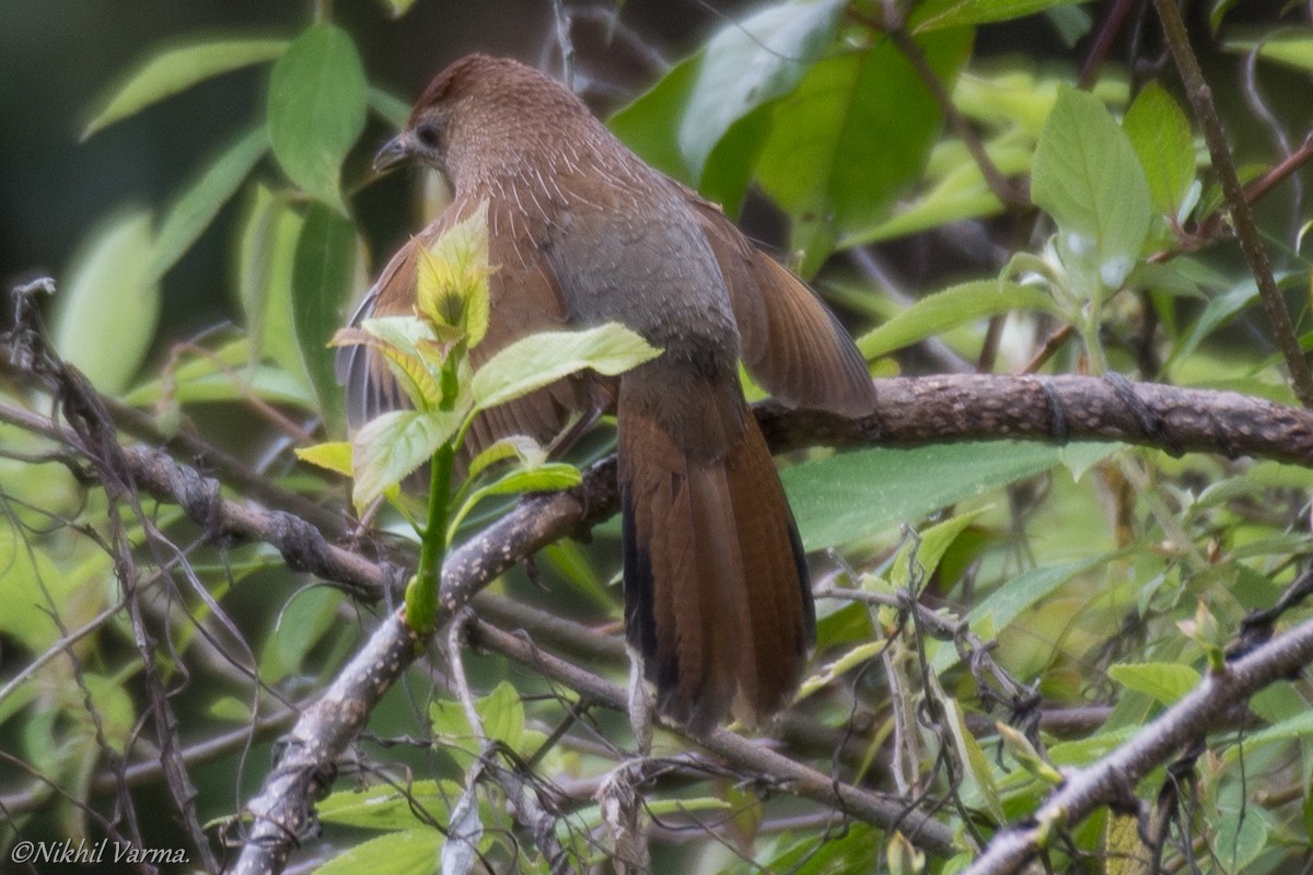Bhutan Laughingthrush - ML183981131