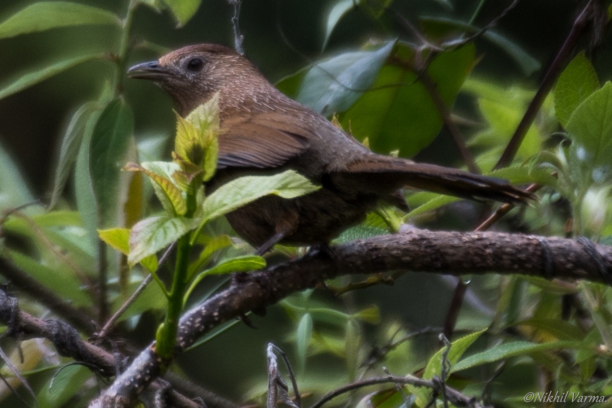 Bhutan Laughingthrush - ML183981141