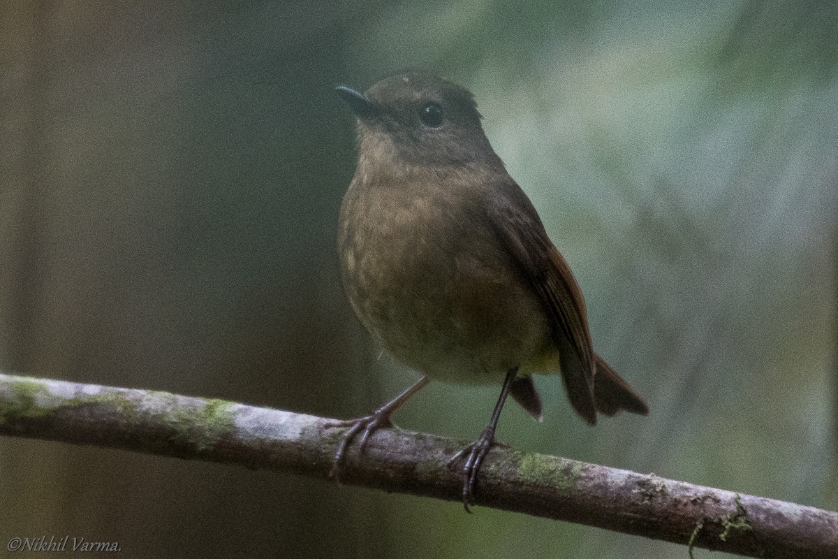 Snowy-browed Flycatcher - ML183981161