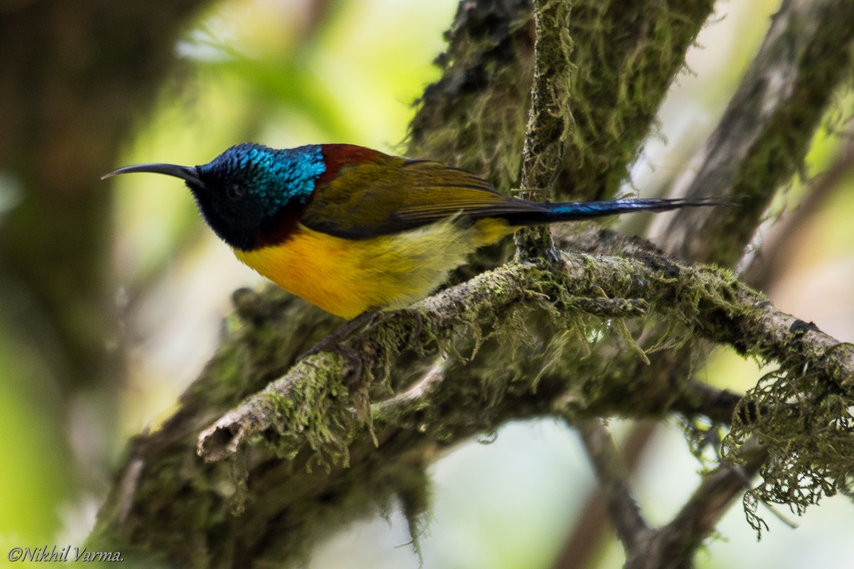 Green-tailed Sunbird - ML183981221