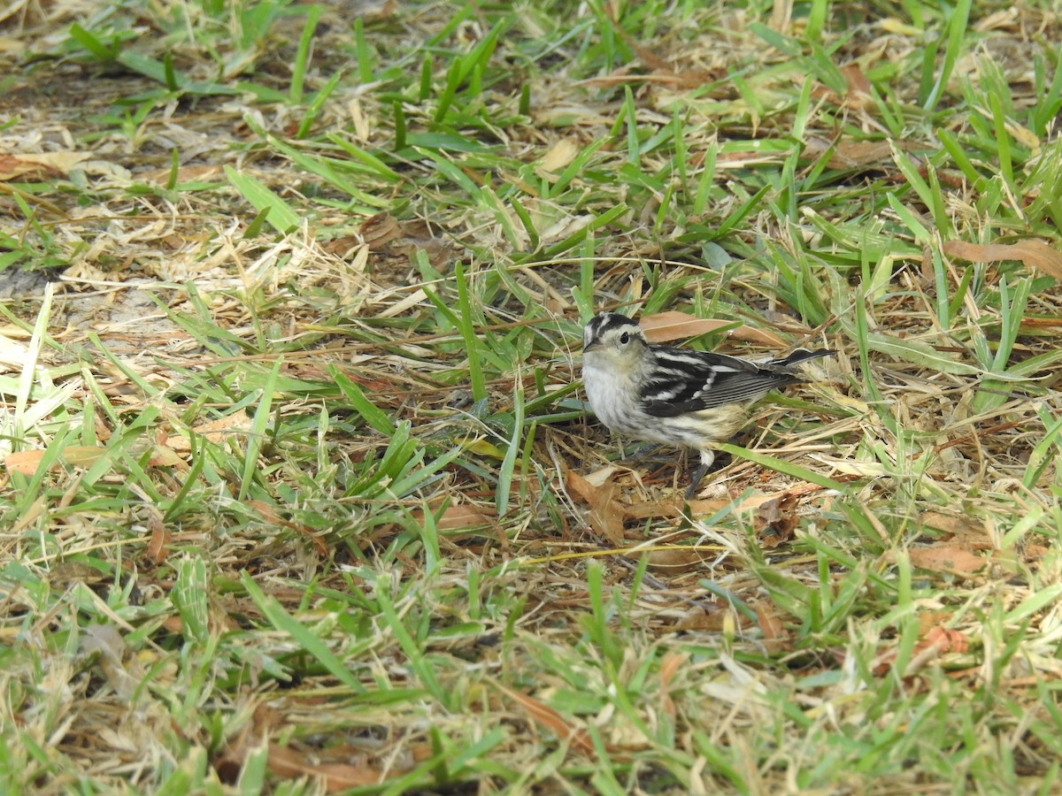Black-and-white Warbler - ML183983871