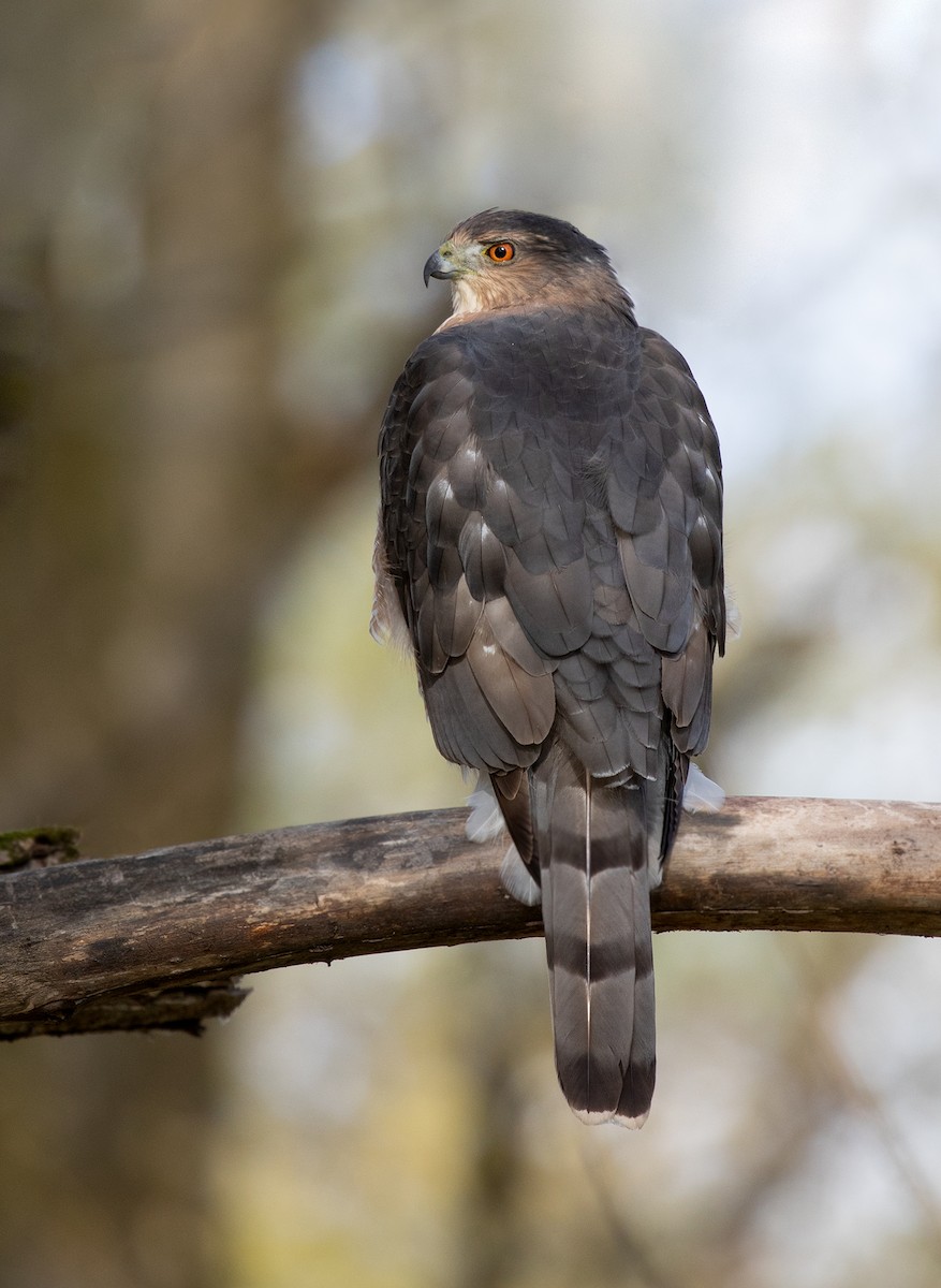 Cooper's Hawk - ML183984001