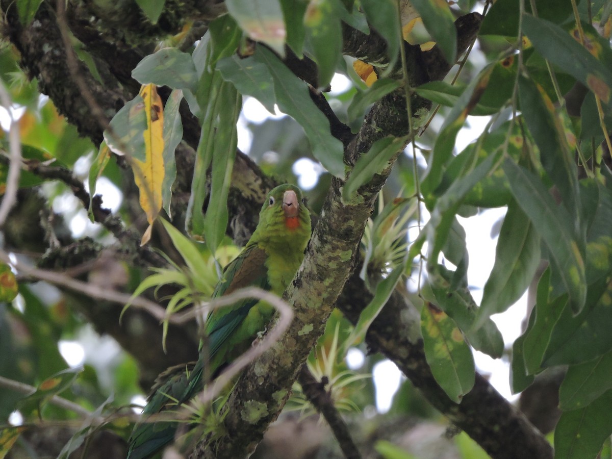 Orange-chinned Parakeet - ML183984271