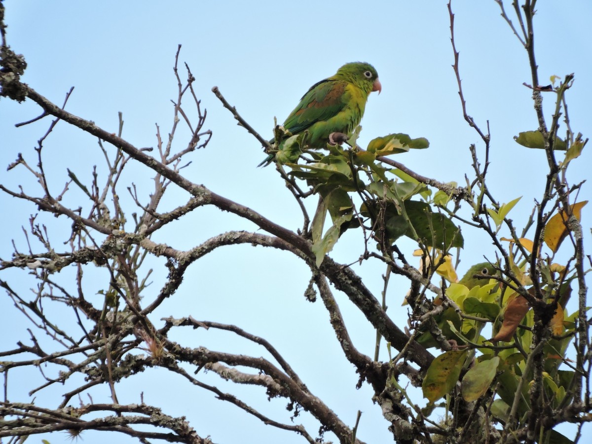 Orange-chinned Parakeet - ML183984301