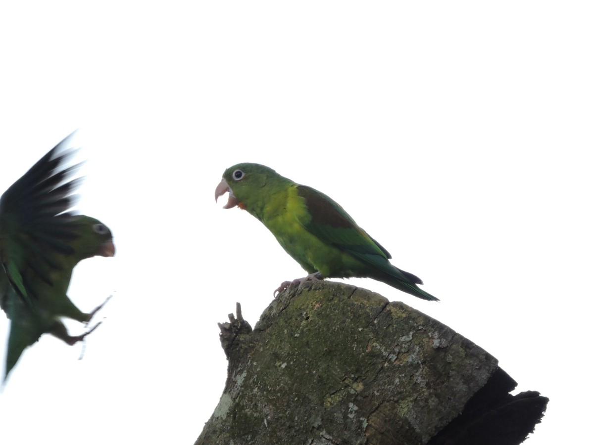 Orange-chinned Parakeet - ML183984361