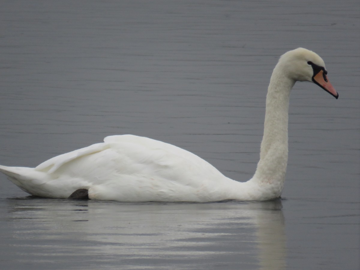 Mute Swan - ML183985171