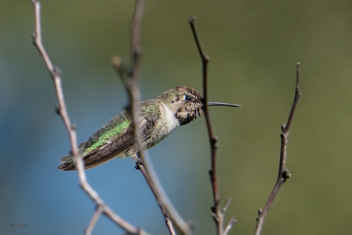 Anna's Hummingbird - ML183990121