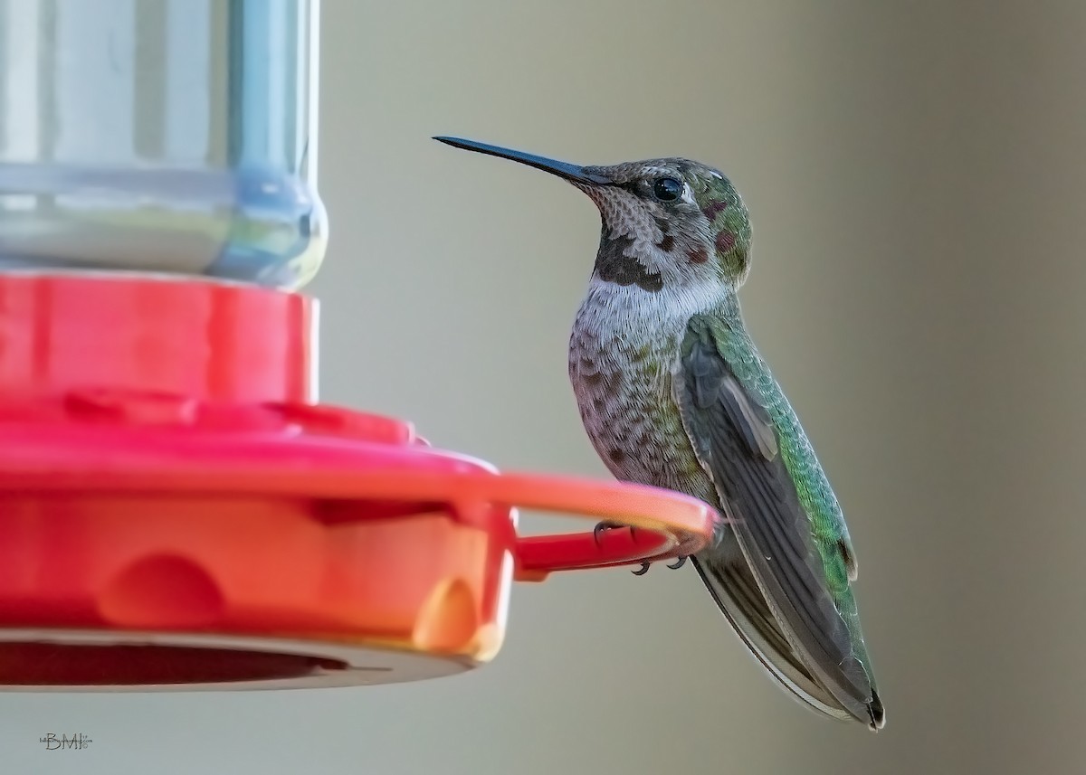 Anna's Hummingbird - ML183990131