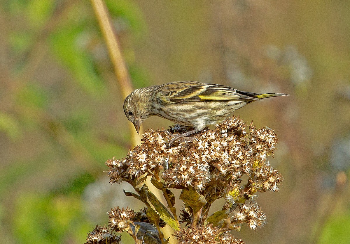 Pine Siskin - Krzysztof Kurylowicz