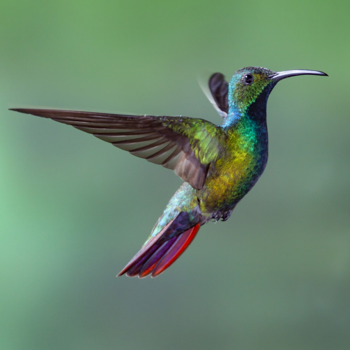 Green-breasted Mango - ML183990981