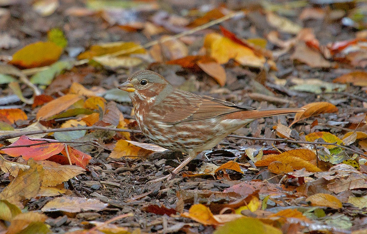 Fox Sparrow (Red) - ML183991031